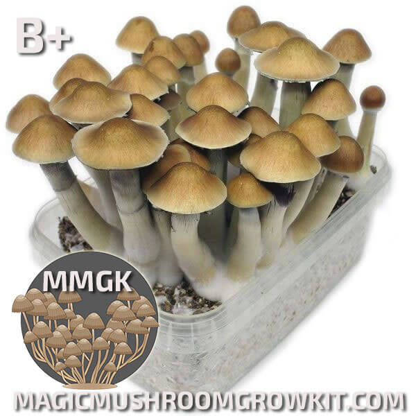 B+ mycelium magic mushroom grow kit