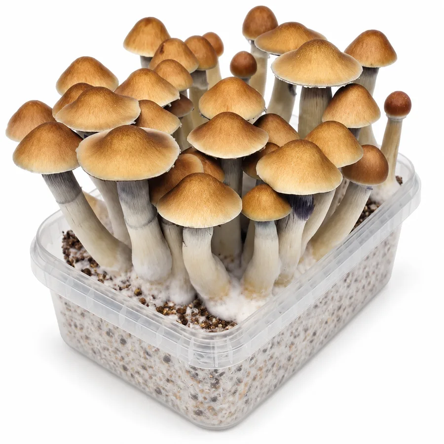 B+ 100% mycelium mushroom grow kit