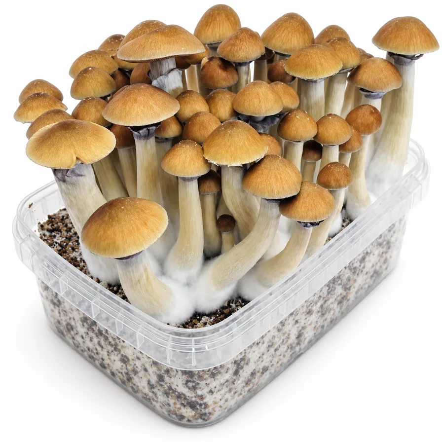 Cambodian 100% mycelium mushroom grow kit