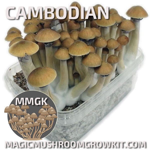 Cambodian mycelium magic mushroom grow kit