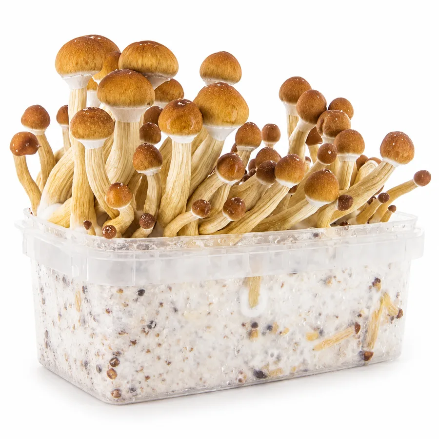 Ecuador 100% mycelium mushroom grow kit