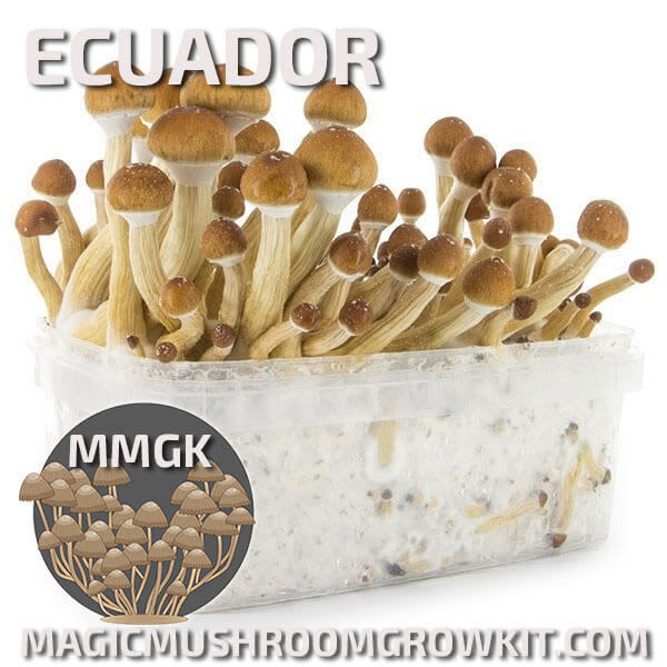 Ecuador mycelium magic mushroom grow kit