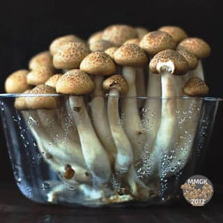 Fresh picked magic mushrooms