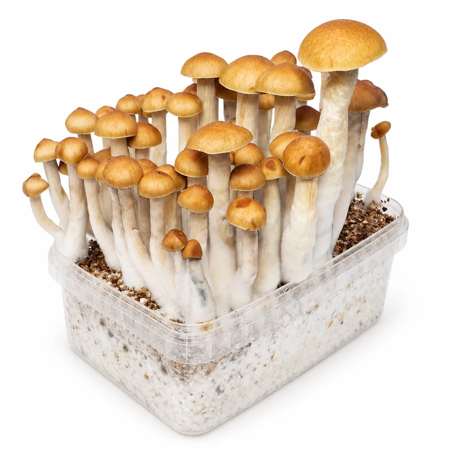 Golden Teacher 100% mycelium mushroom grow kit