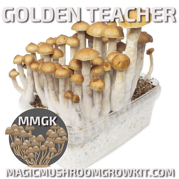 Golden Teacher mycelium magic mushroom grow kit