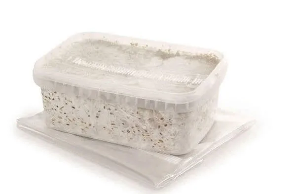 Mushroom grow kit inside a grow bag