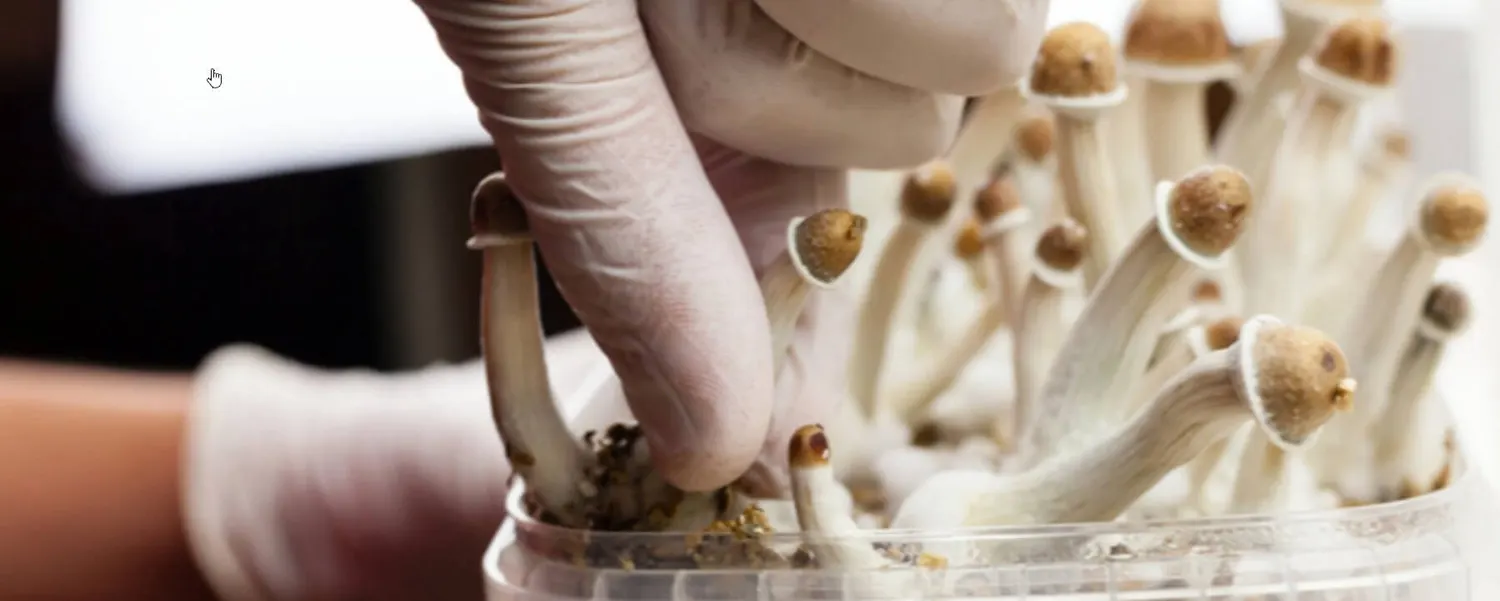 100% mycelium mushroom grow kit preparation