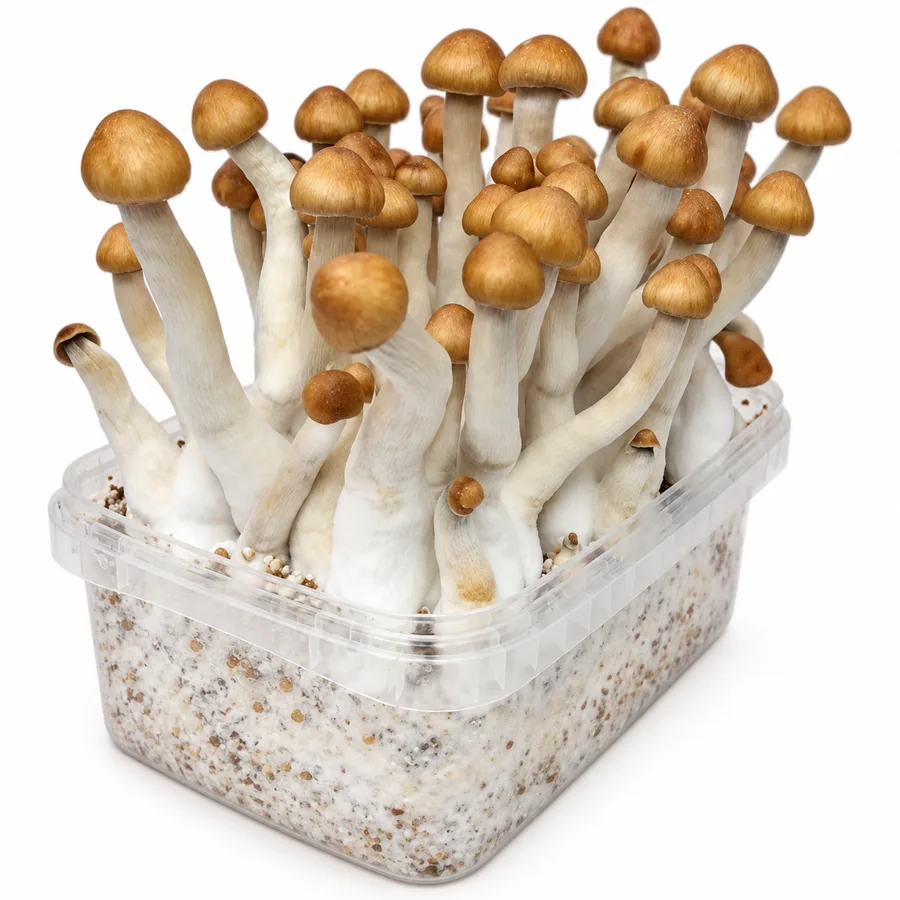 Mazatapec 100% mycelium mushroom grow kit