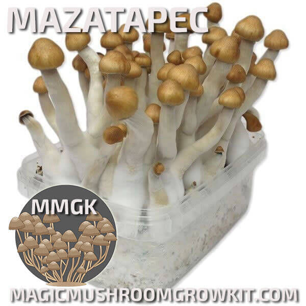 Mazatapec mycelium magic mushroom grow kit