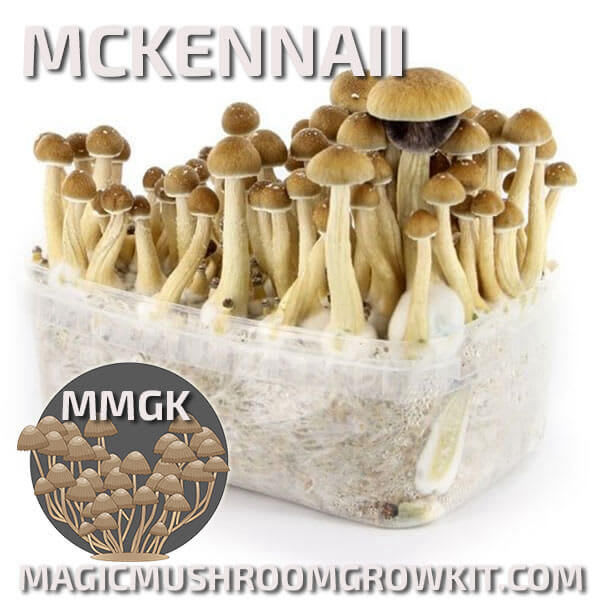 Mckennaii mycelium magic mushroom grow kit