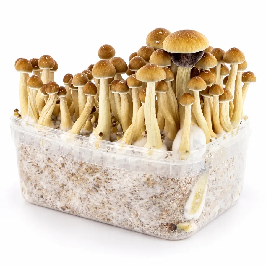 McKennaii 100% mycelium mushroom grow kit