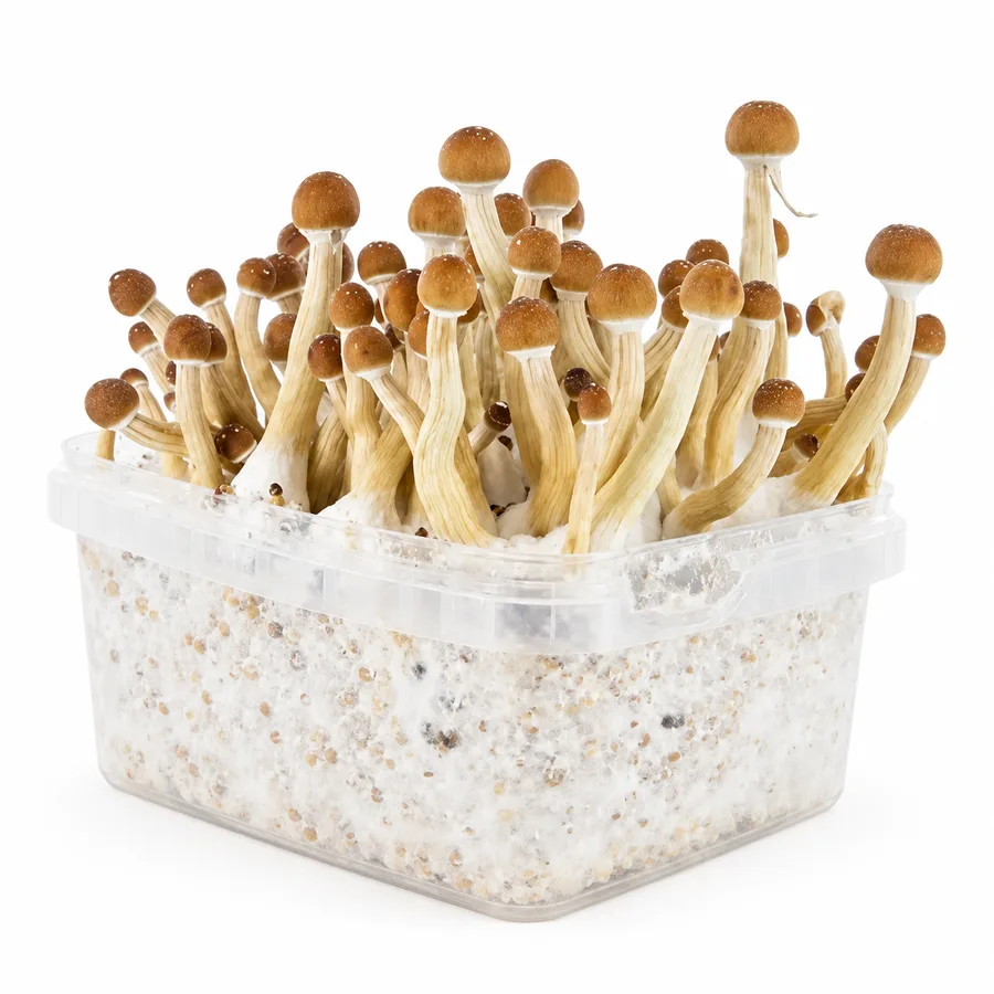 Mexican 100% mycelium mushroom grow kit