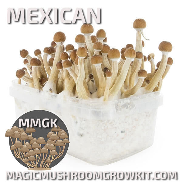 Mexcian cubensis mycelium magic mushroom grow kit