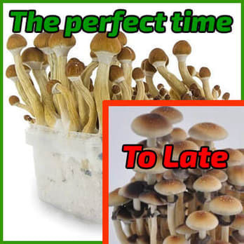 The perfect time to harvest magic mushrooms
