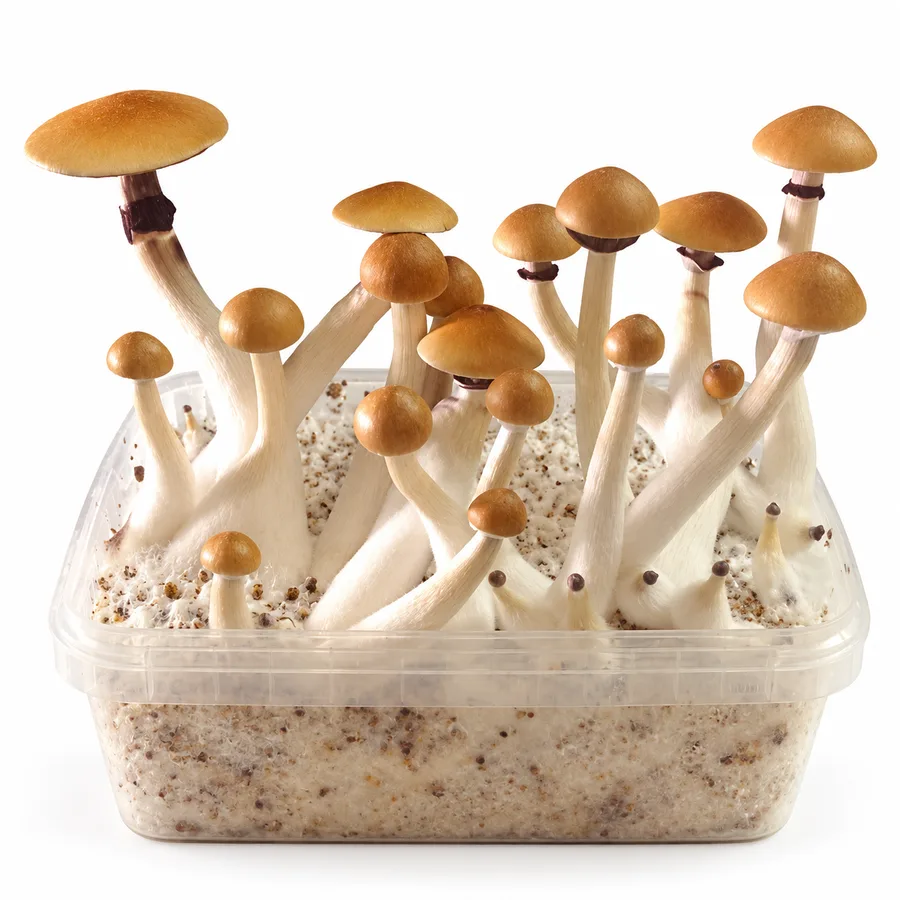 Thai 100% mycelium mushroom grow kit