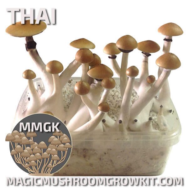 Thai mycelium magic mushroom grow kit
