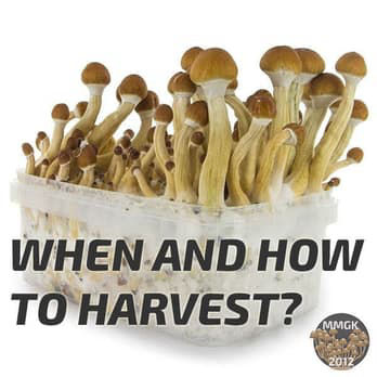 When and how to harvest magic mushrooms